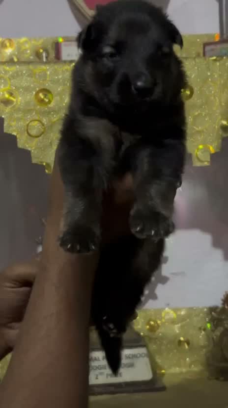German Shepherd Puppy, farm video