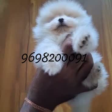 Toy Poodle Puppy, farm video