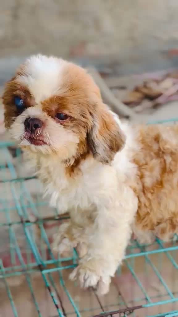 Shih Tzu | Black Color, farm video