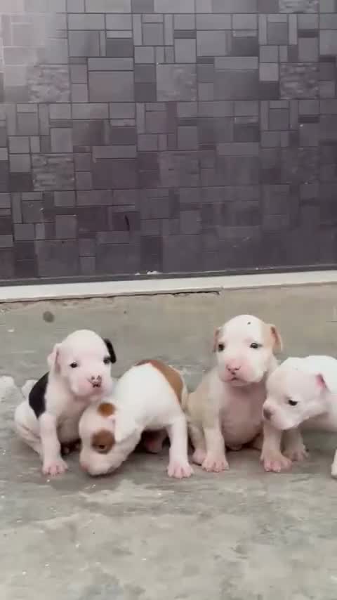 American Bully Pocket Size Puppy, farm video