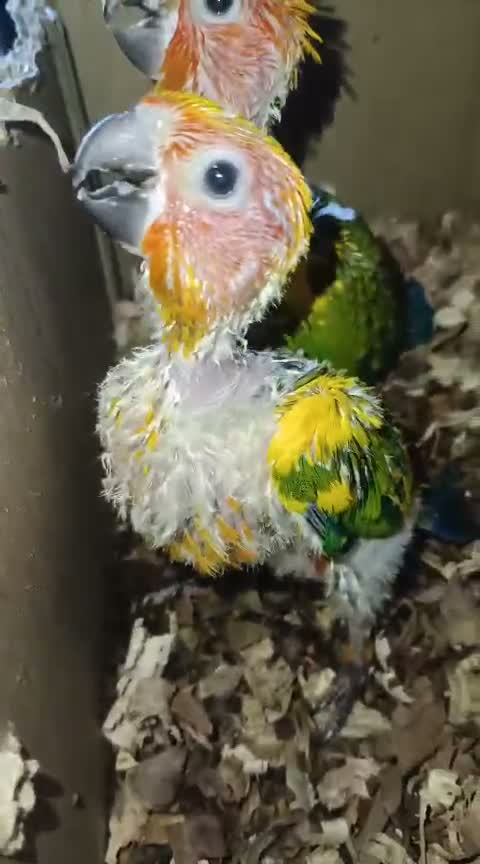 Hyper Red Sun Conure, farm video