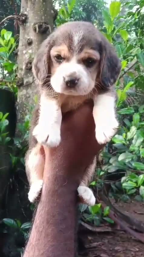 Beagle Black & Tan Puppy, farm video