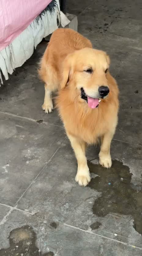 Golden Retriever, farm video
