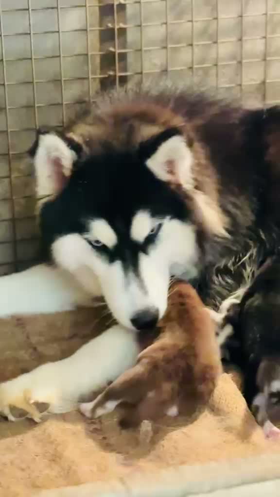 Siberian Husky Puppy | Black & White Color, farm video