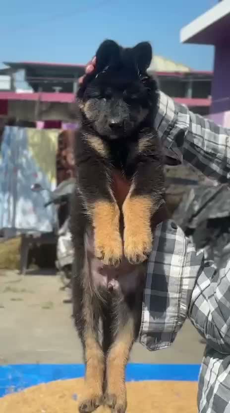 German Shepherd Puppy, farm video
