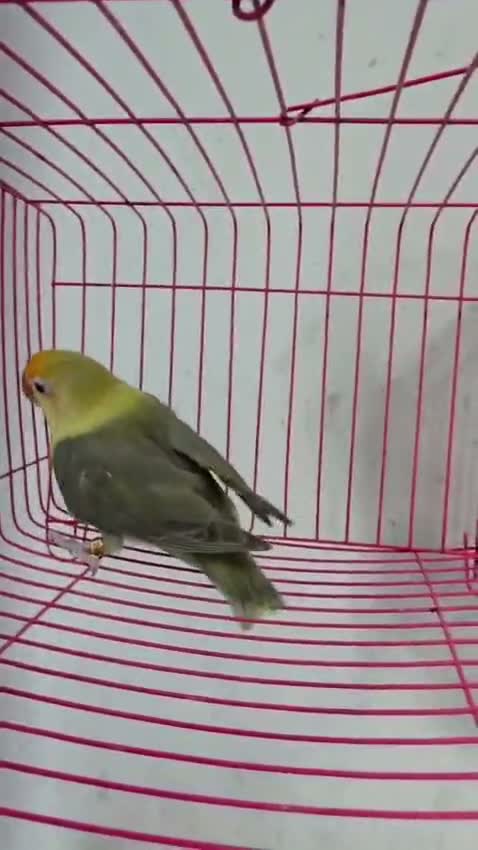 African Love Birds, farm video