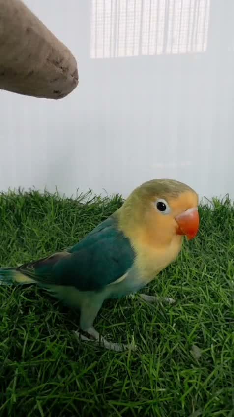 African Love Birds, farm video