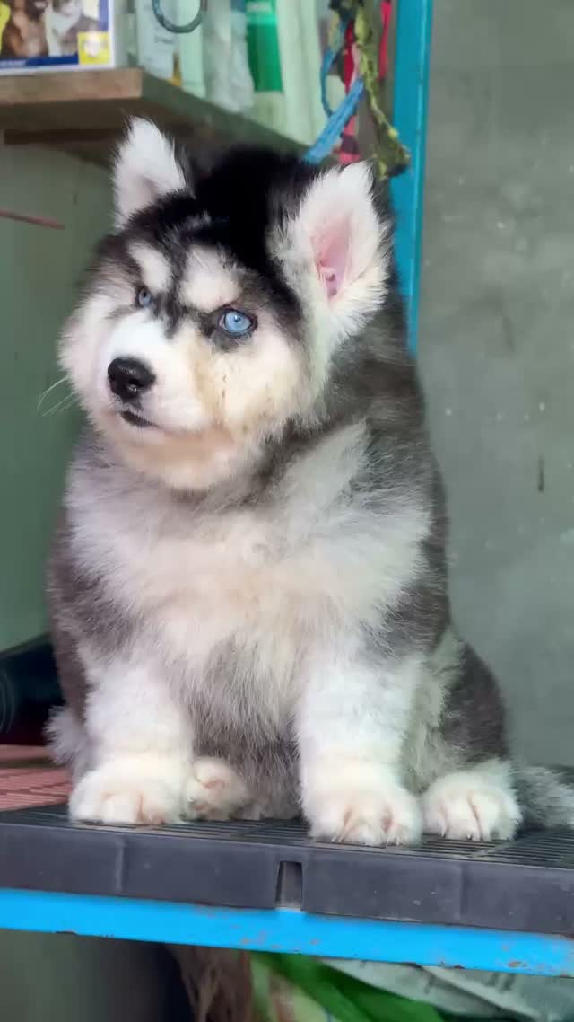 Siberian Husky Puppy | Black & White Color, farm video