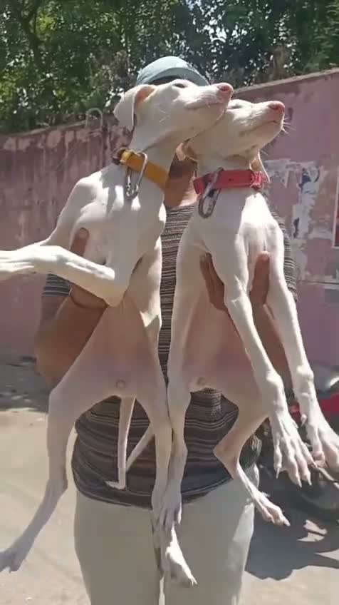 Rajapalayam Puppy, farm video