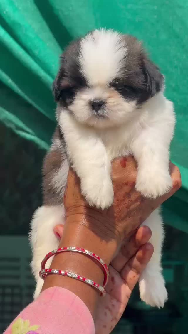 Shih Tzu | Black Color, farm video