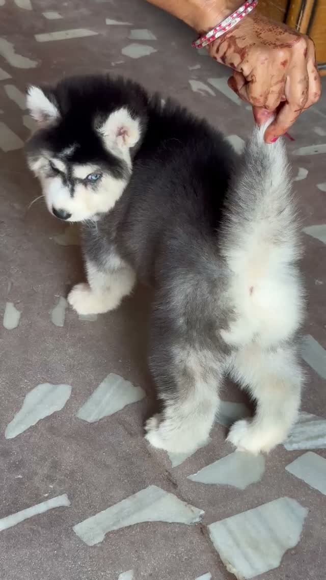 Siberian Husky Puppy | Black & White Color, farm video