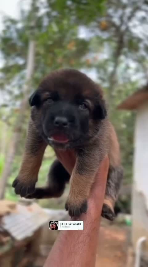 Belgian Malinois Puppy, farm video