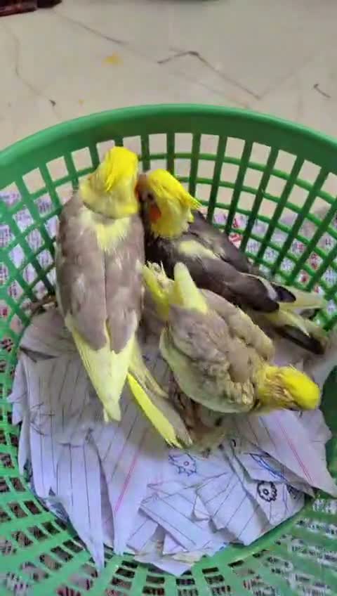 Cockatiel, farm video