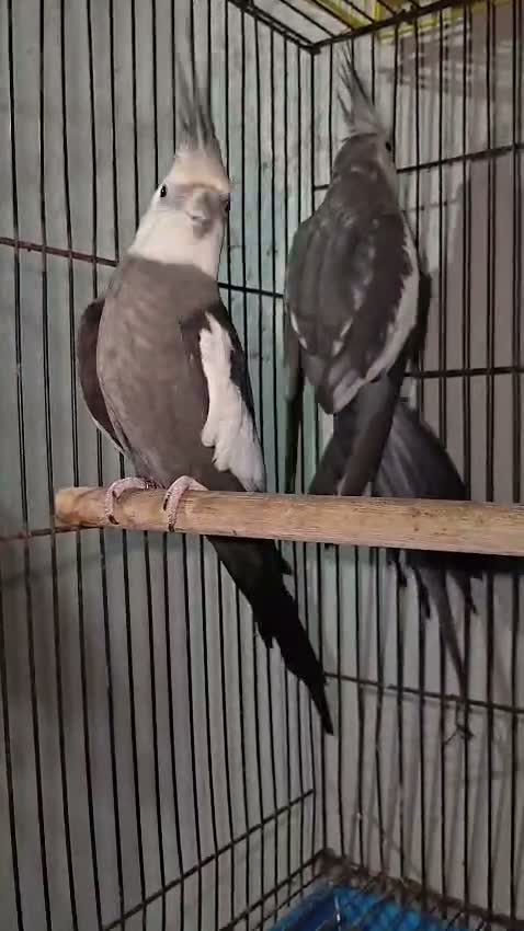 Cockatiel, farm video