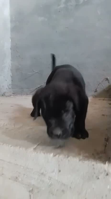 Cane Corso Puppy, farm video