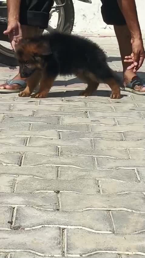 German Shepherd Puppy, farm video