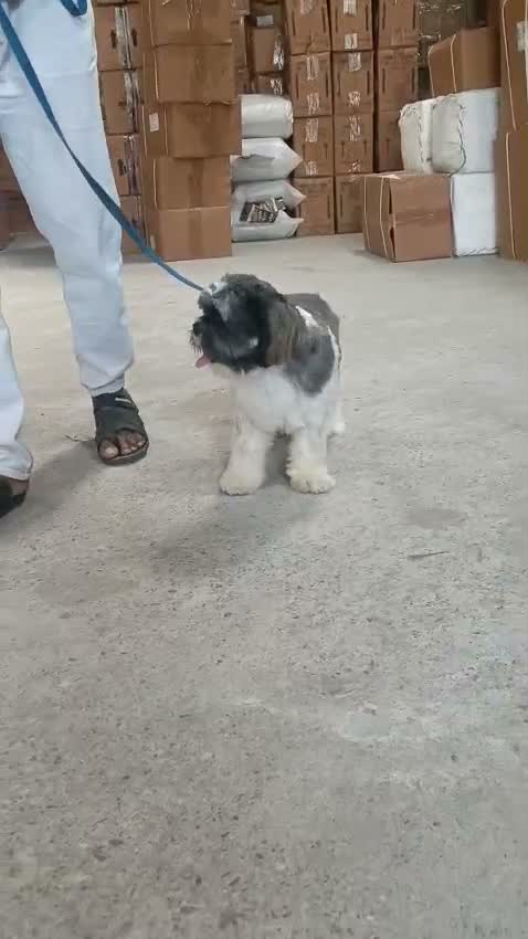 Shih Tzu | Black Color, farm video
