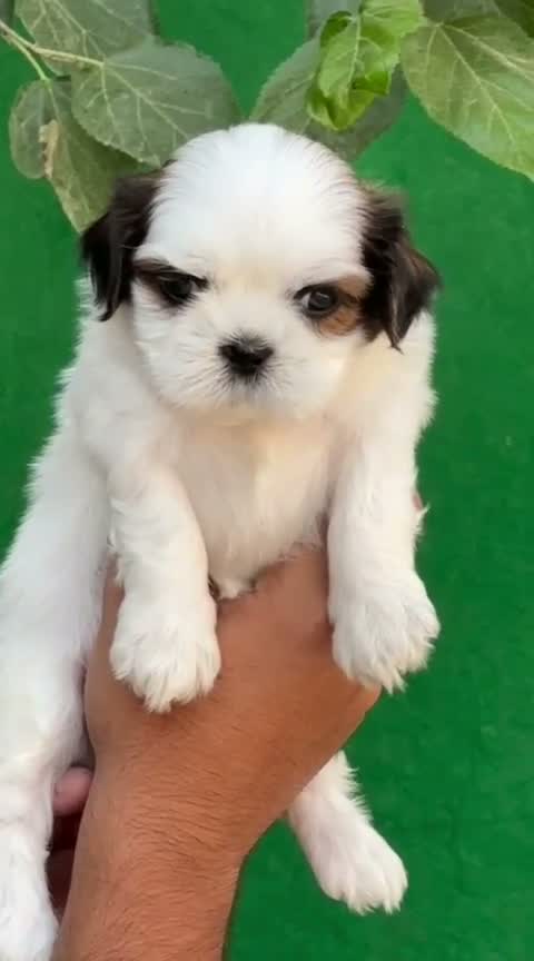 Shih Tzu | Black Color, farm video