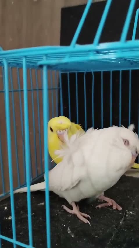 Chotiyal Pigeon, farm video