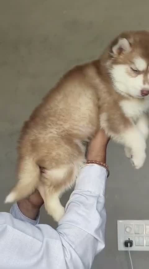 Siberian Husky Puppy | Black & White Color, farm video