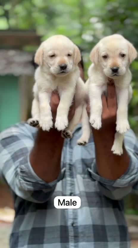 Beagle Black & Tan Puppy, farm video