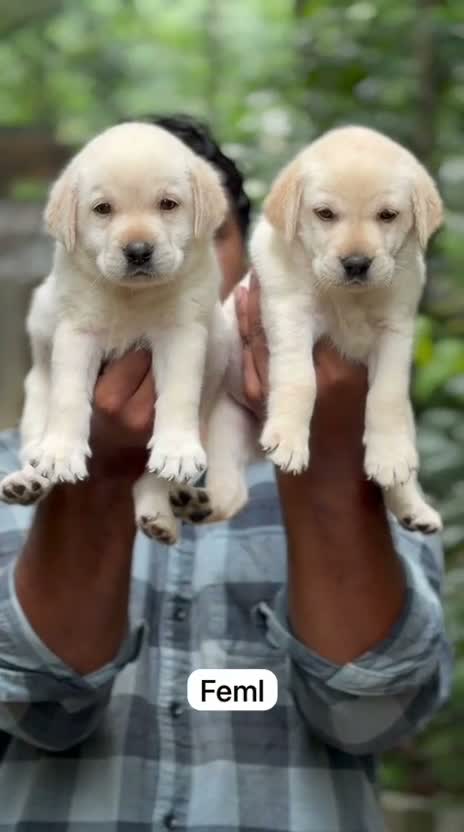 Beagle Black & Tan Puppy, farm video