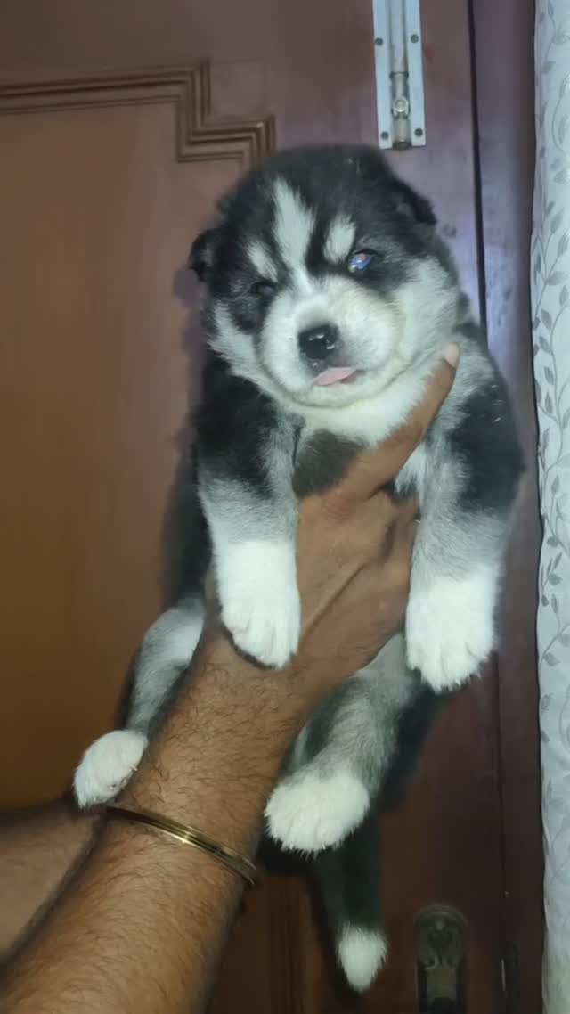 Siberian Husky Puppy | Black & White Color, farm video