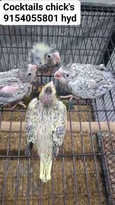 Cockatiel | Pied, farm video