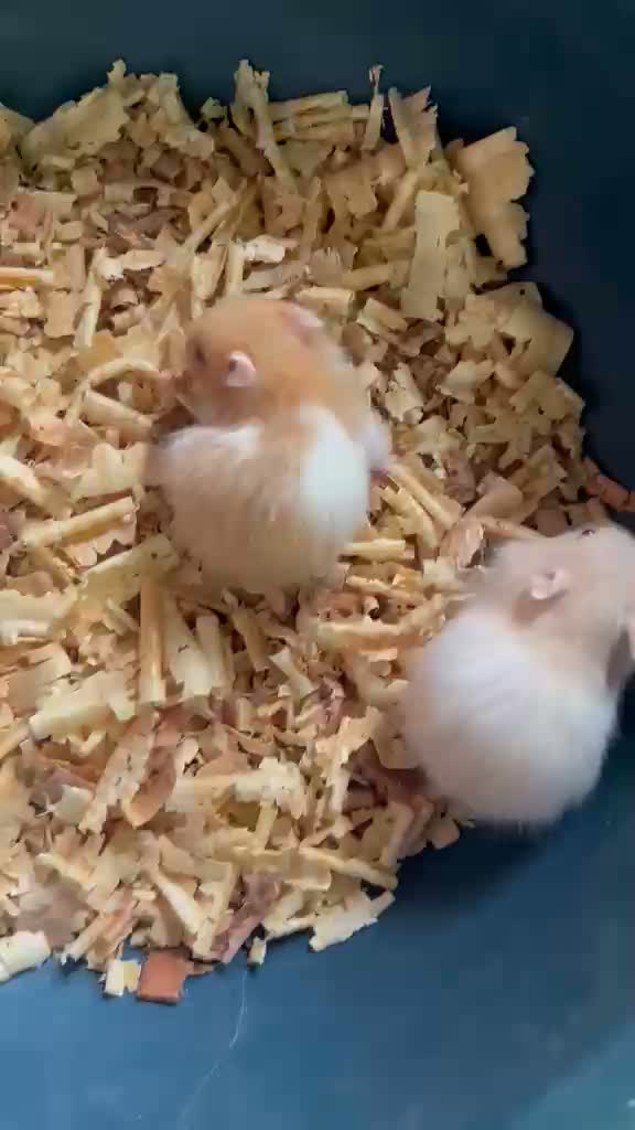Dwarf Hamster Babies | Adults, farm video