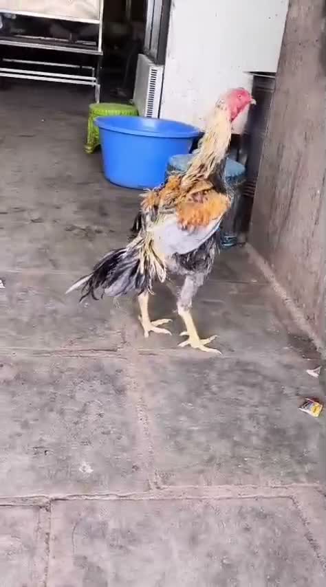 Chotiyal Pigeon, farm video