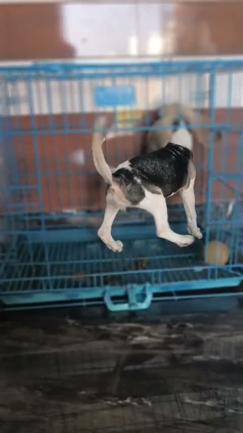 Beagle Black & Tan Puppy, farm video