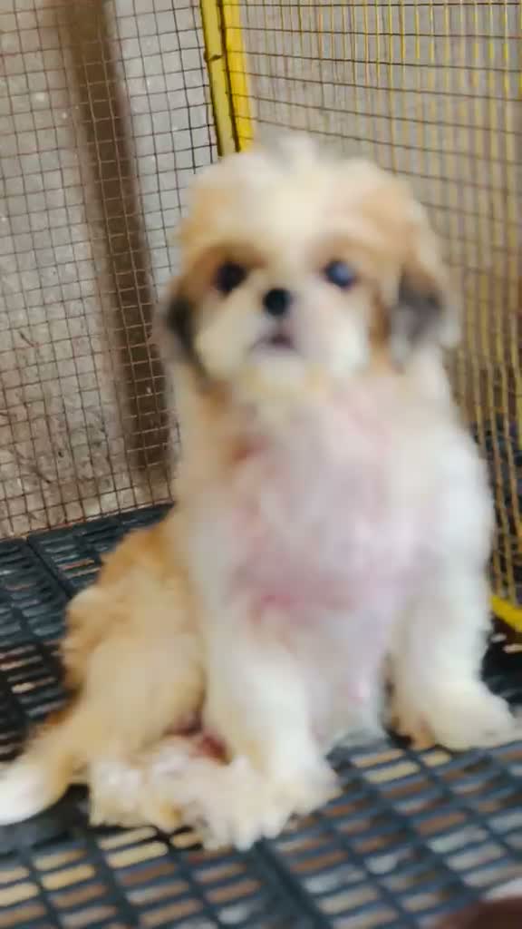 Shih Tzu | Black Color, farm video