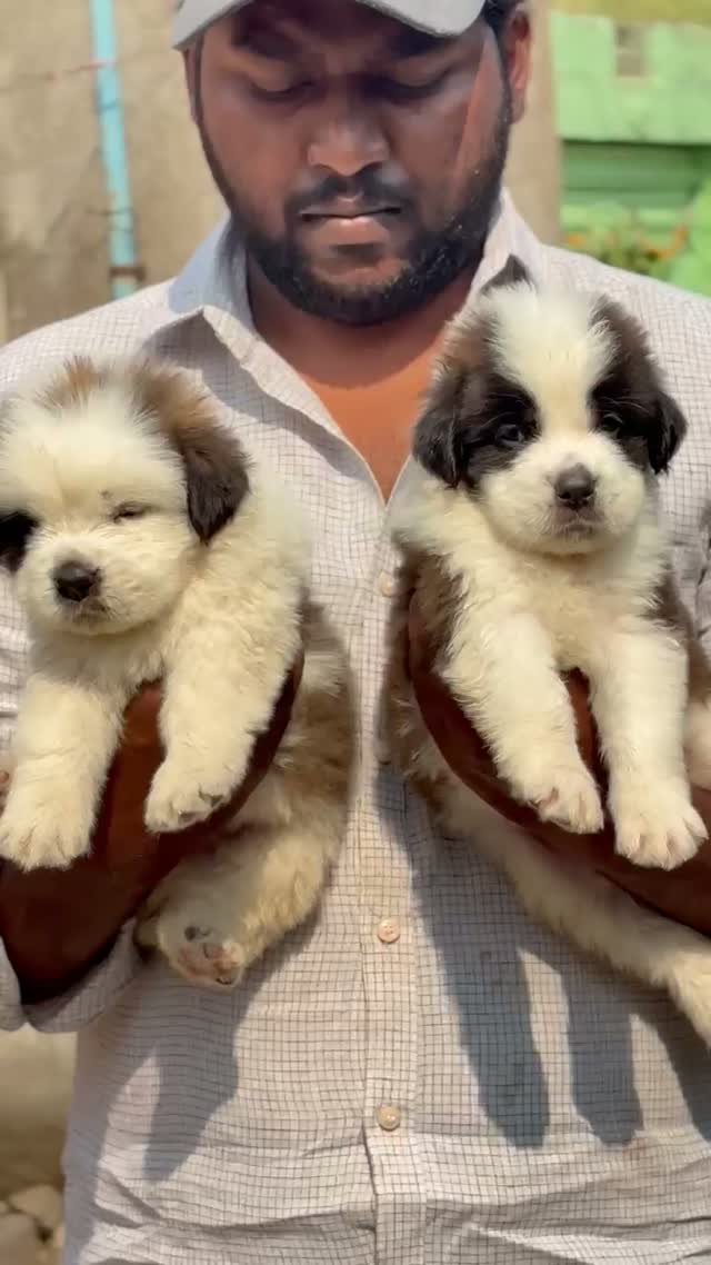 Saint Bernard Puppy, farm video