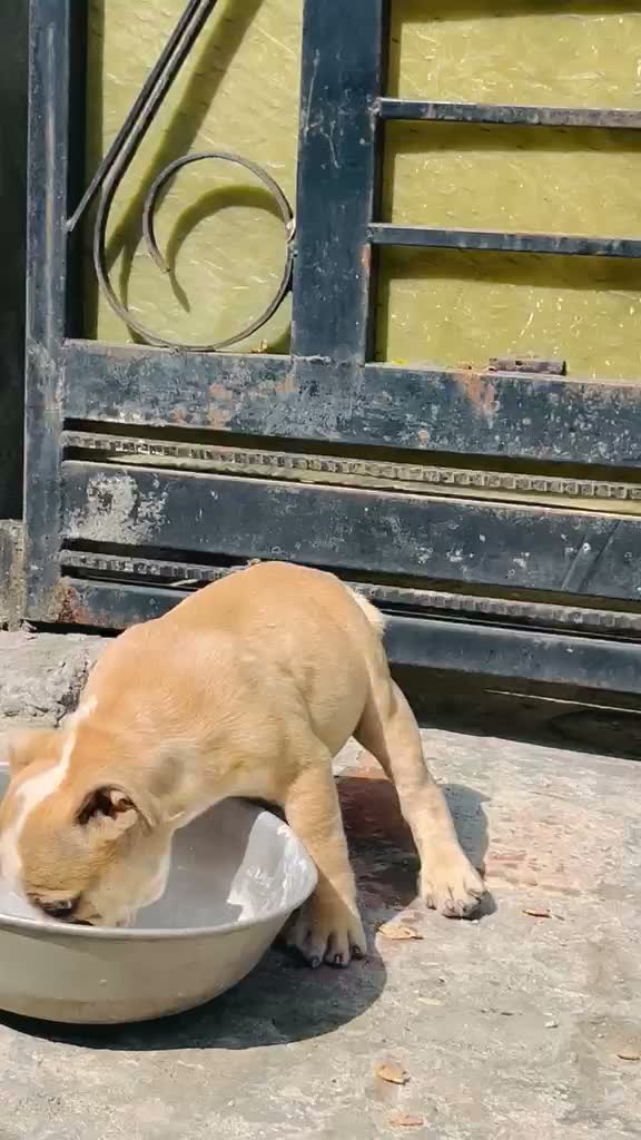 American Bully Pocket Size Puppy, farm video