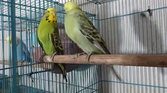 Budgies, farm video
