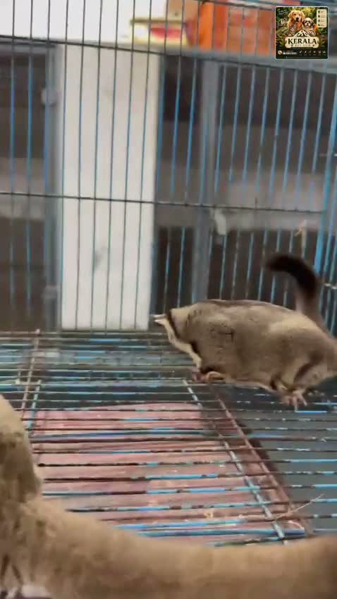 Sugar Glider | Grey, farm video