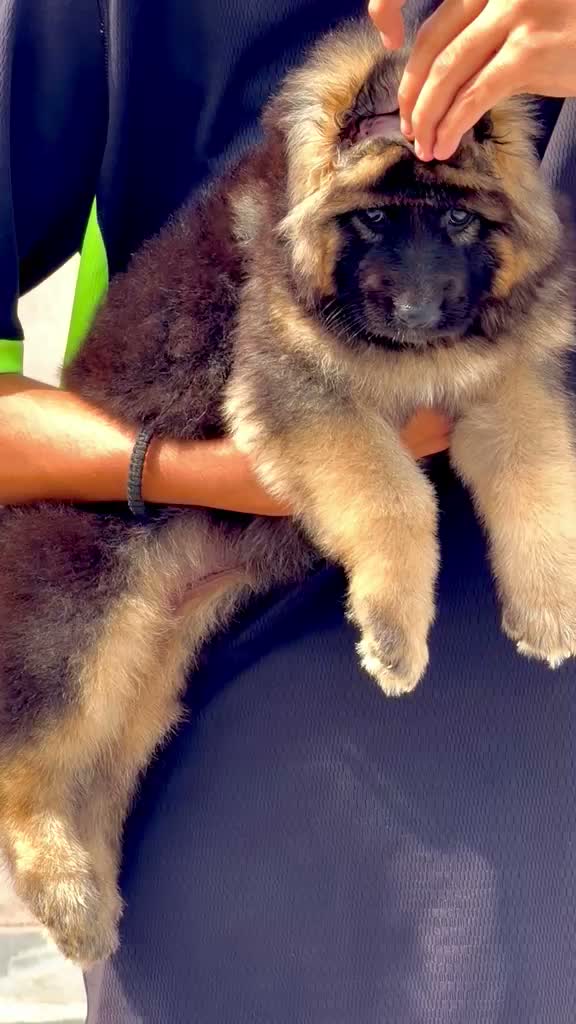 German Shepherd Puppy, farm video