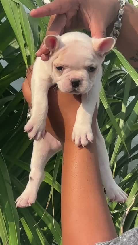 French Bulldog Puppy, farm video