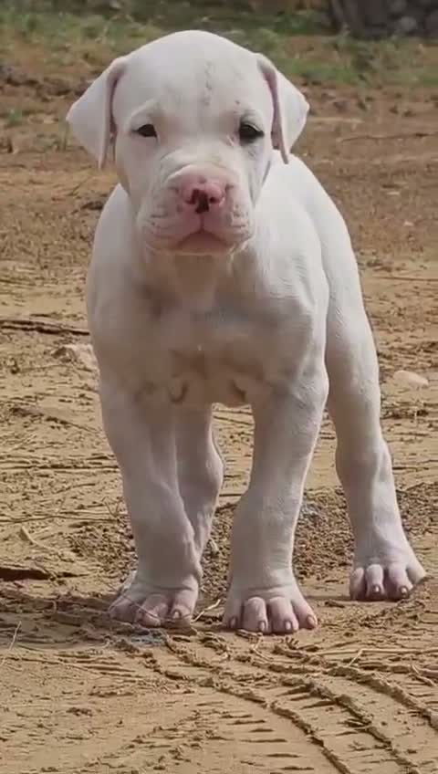 Dogo Argentino Puppy, farm video