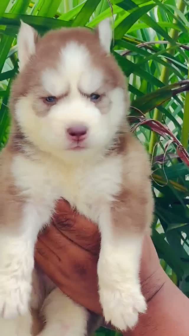 Siberian Husky Puppy | Black & White Color, farm video