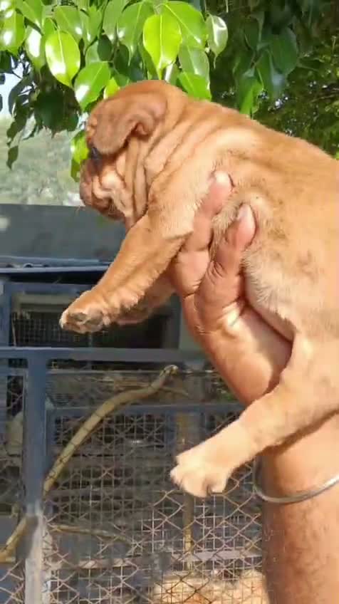 French Bulldog Puppy, farm video