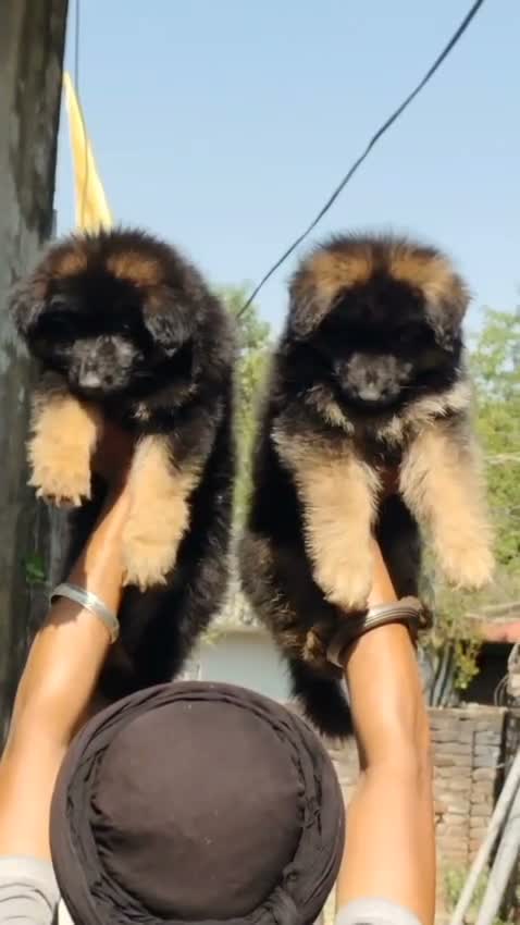 German Shepherd Puppy, farm video