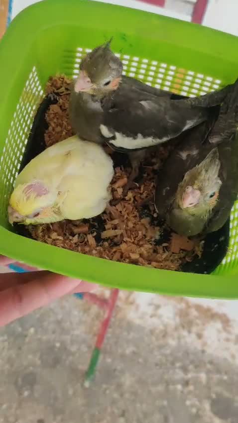 Cockatiel, farm video