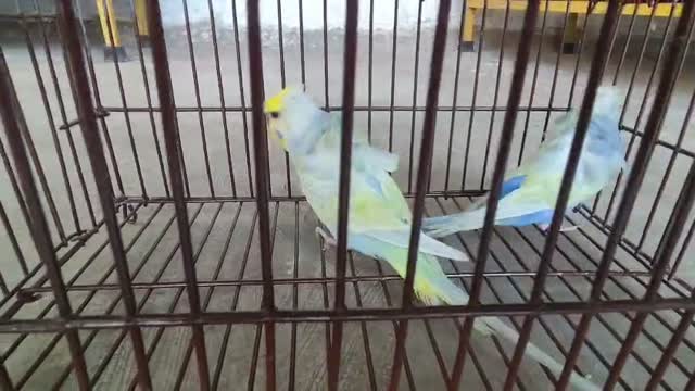 Hogoromo Budgies, farm video