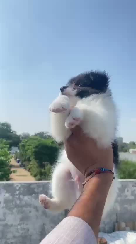 Pomeranian Puppy, farm video