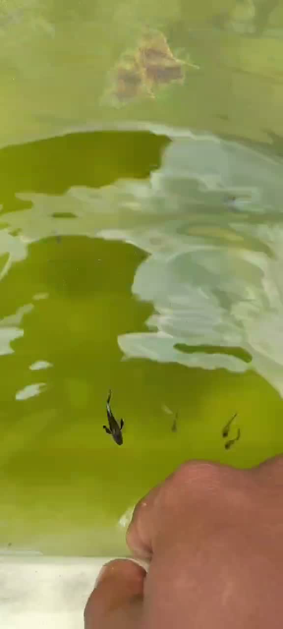 Dumbo Rat, farm video