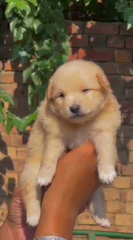 Pomeranian Puppy, farm video