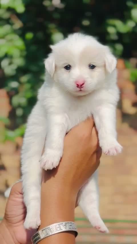 Pomeranian Puppy, farm video