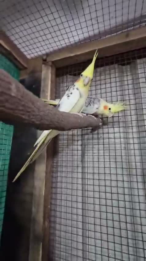 Cockatiel, farm video