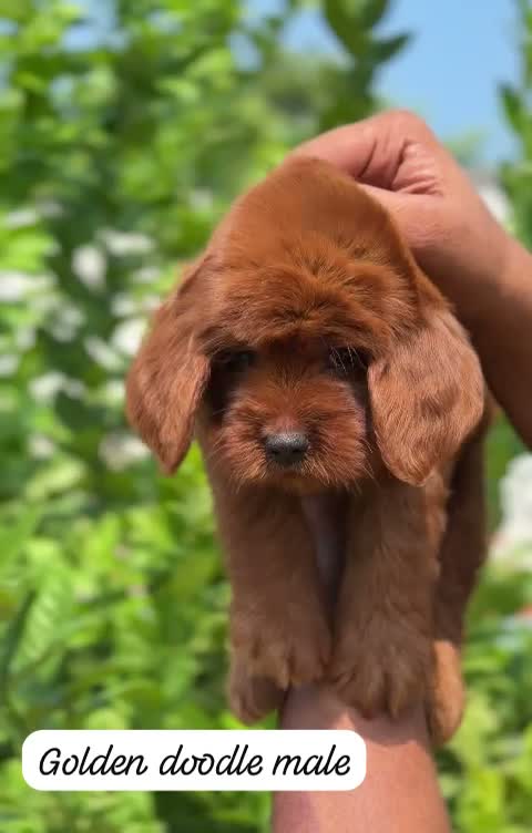 Doodle, farm video